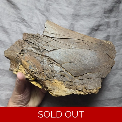 Rare Quality Fossil Hadrosaur Big Partial Scapula Bone Dinosaur Lance Fm